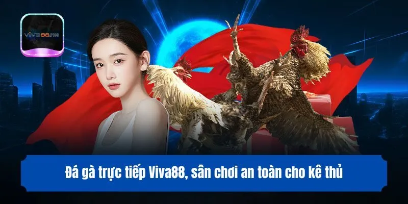 Đá gà trực tiếp Viva88, sân chơi an toàn cho kê thủ